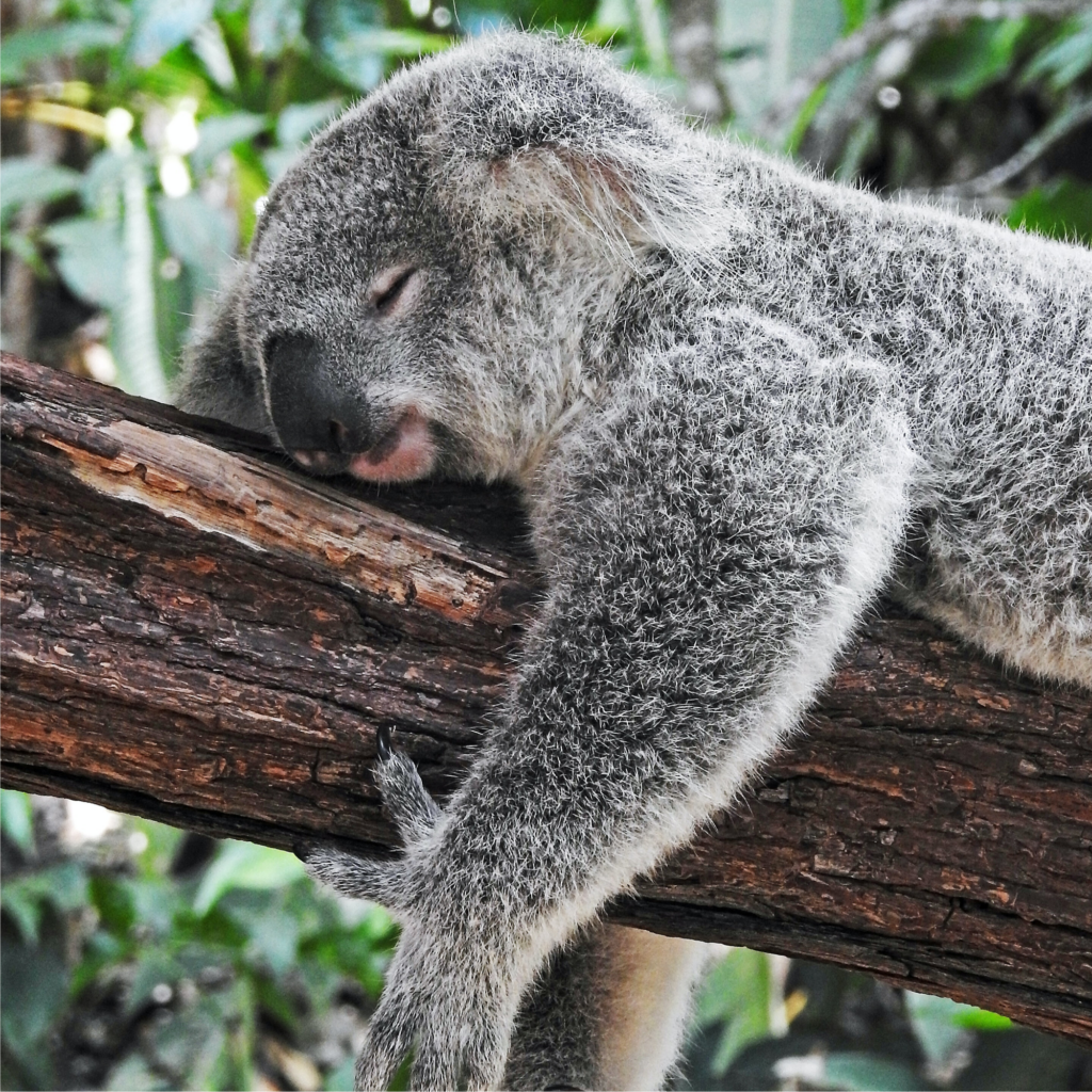 Koala se reposant sur une branche, en plein sommeil réparateur