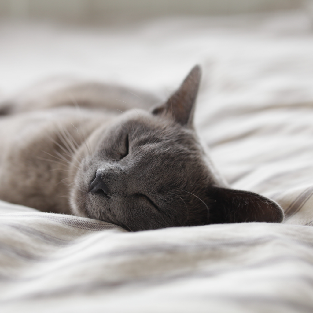 Retrouver le sommeil réparateur d'un chat