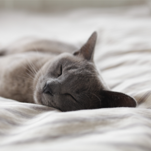 Chat profitant d'un bon sommeil réparateur