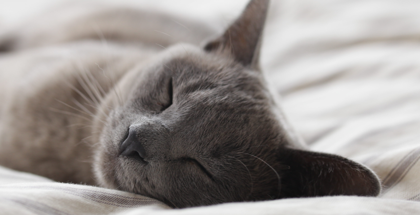 Chat profitant d'un bon sommeil réparateur